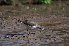 David Plant Photography - Wildlife Photographer - Green sandpiper - E